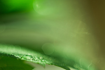 Water drop on a green leaf, fresh greens after a rain, macro shooting, a large close-up, selective focus, the place for the text, a background