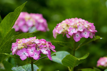 紫陽花