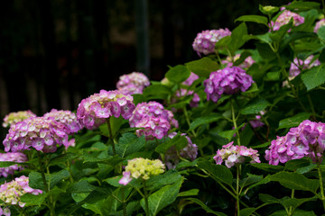 紫陽花