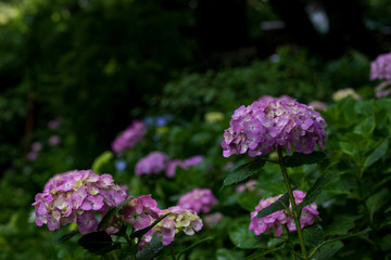紫陽花