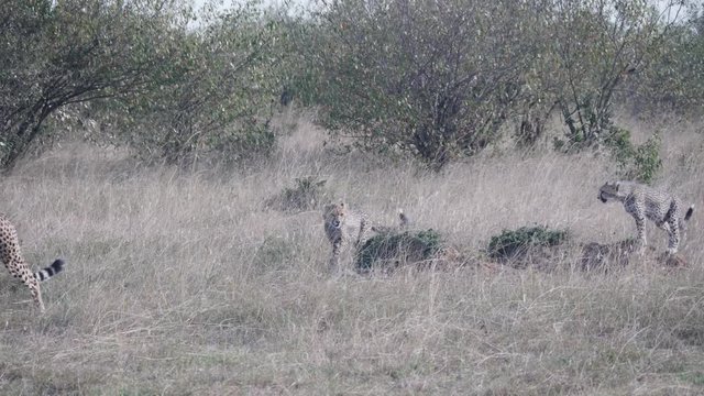 three cheetah cubs follow their mum at masai mara national reserve in kenya, africa- 4K 60p