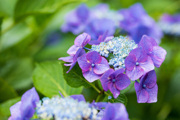 紫陽花