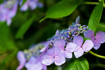 紫陽花