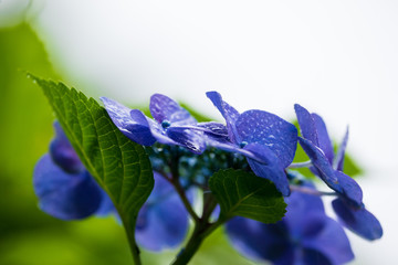 紫陽花