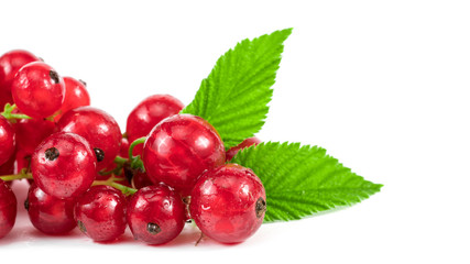 .red berries and green leaves on a white background