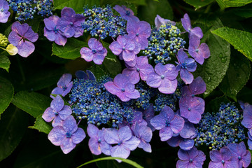 紫陽花