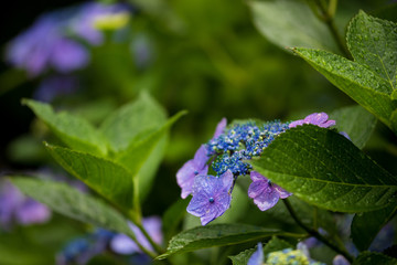 紫陽花