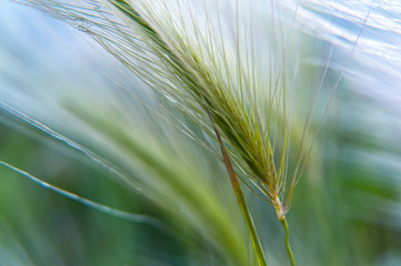 Feather grass in the sunlight in the afternoon winds.