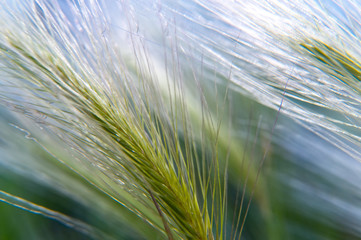 Feather grass in the sunlight in the afternoon winds.