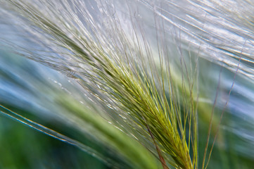 Feather grass in the sunlight in the afternoon winds.