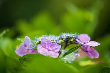紫陽花