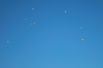 Birds fly in the big blue sky background, look up