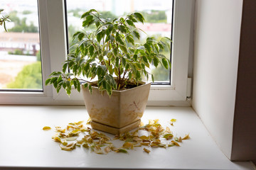 Take care of household plants and flowers. Flower got yellow and dry at home. Plant loosing dead...