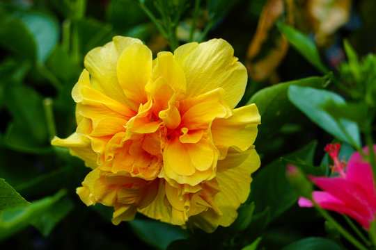 Beautiful Isolated Yellow Flower HD Image in the garden