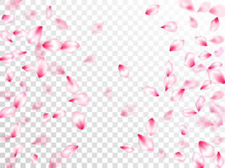 Pink cherry blossom petals isolated