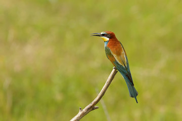 kingfisher on a branch