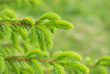 Green fir branches and green needles