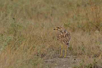 bird on the background