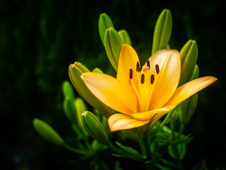 Beige Lily flower close-up in the garden