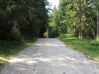 Fototapeta premium Footpath leading through a green coniferous forest at summer . La Villa, Bolzano, Alto Adige, South Tyrol, Italy
