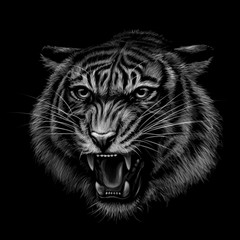 Growling Tiger. Black and white  hand-drawn portrait of a growling tiger on a black background.