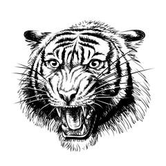  Growling Tiger. Graphic, hand-drawn portrait of a snarling tiger on a white background.