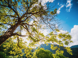 Summer forest tree