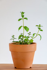 鉢植えのスペアミントの苗