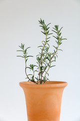 鉢植えのローズマリーの苗
