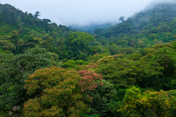 Fototapeta na wymiar Cloud forest, Monteverde Region, Costa Rica, Central America, America