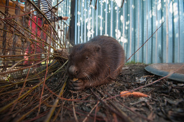 A beaver is cutting a tree to build a dam