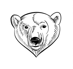 Linear polar bear head image. Sketch style. Vector illustration.