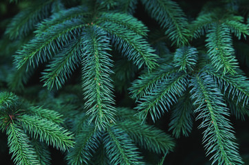 Fototapeta na wymiar Fluffy fir tree brunch close up. Christmas wallpaper concept. - Image