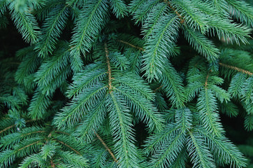 Fluffy fir tree brunch close up. Christmas wallpaper concept. - Image