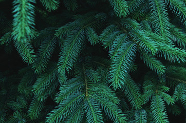 Fluffy fir tree brunch close up. Christmas wallpaper concept. - Image