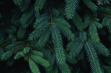 Fluffy fir tree brunch close up. Christmas wallpaper concept. - Image