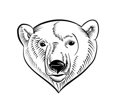 Linear polar bear head image. Sketch style. Vector illustration.
