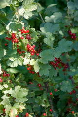 Background of red currant. Ripe red currants close-up as background. Crop of ripe red currant berries. Bunch of red currants on a branch close up