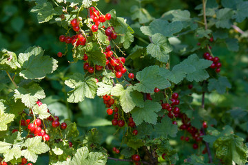 Background of red currant. Ripe red currants close-up as background. Crop of ripe red currant berries. Bunch of red currants on a branch close up