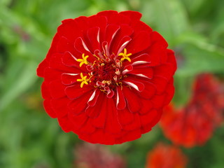 Red zinnia blossom in an organic garden