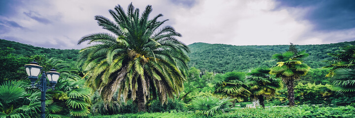 Fototapeta na wymiar Palms botanical garden