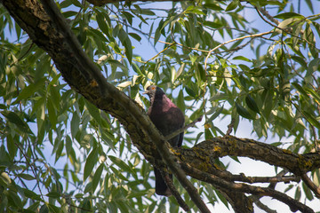 Portrait of a wild pigeon with a blue collar, sitting on a branch