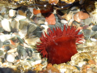 sea anemone