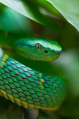 SIDE-STRIPED PALM-PITVIPEL - LORA VENENOSA (Bothriechis lateralis), Costa Rica, Central America, America
