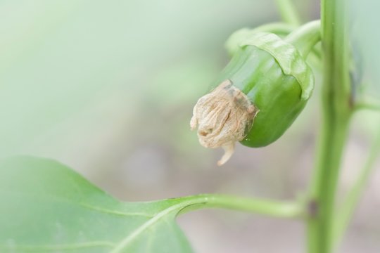 Agriculture, growing balgar pepper on a branch in the garden