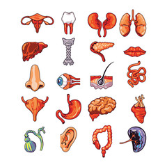 Set of human internal organs including brain, heart, liver, spleen, kidneys, reproductive system, skin isolated vector illustration