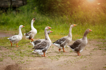 A flock of beautiful domestic geese walking in a meadow near a farmhouse Gray farm geese Rural landscape Sun flare