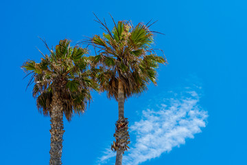 Palm trees with blue sky. Summer nature scene. Palm tree green branches tropic ecology concept,. Wallpaper pattern
