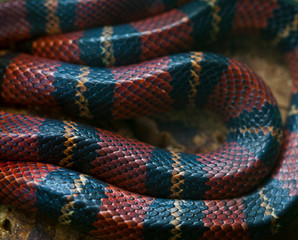 MILKSNAKE - SERPIENTE DE LECHE (Lampropeltis triangulum gaigae), Costa Rica, Central America, America