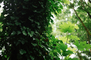 Obraz premium Ivy Blanket